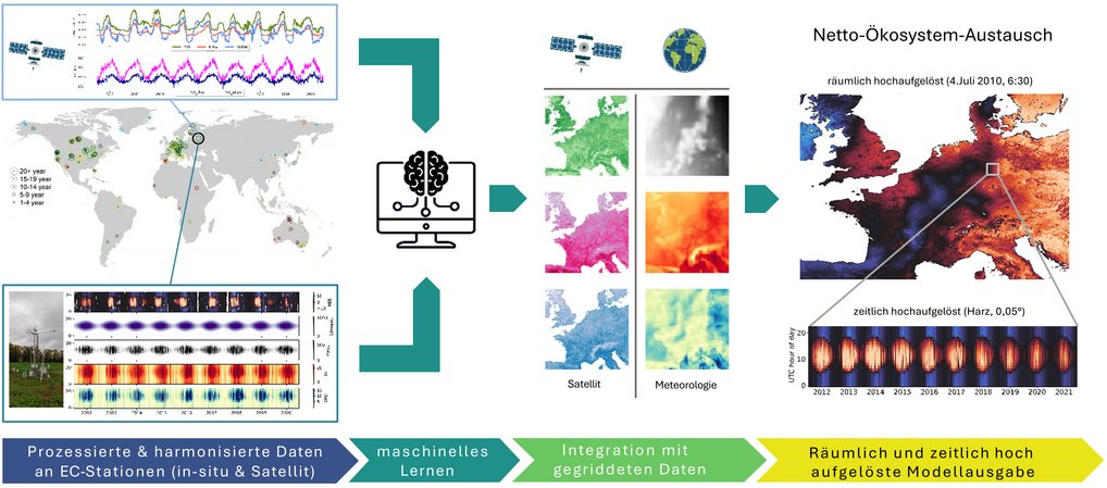 Infografik zur Ermittlung biogener CO2-Flüsse: Sie zeigt den Ablauf von lokalen Messungen an Eddy-Kovarianz-Stationen (wie Gebesee) und Satellitendaten über das Training von Algorithmen des maschinellen Lernens bis hin zur räumlich-zeitlichen Extrapolation, die hochaufgelöste CO2-Flusskarten (stündlich, 0,05 Grad) liefert.