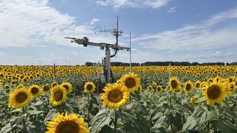 Eddy-Flux Tower am ICOS Ökosystemstandort Gebesee, der vom Thünen Institut betrieben wird. Die im ICOS Netzwerk aufgenommenen Daten werden neben anderen relevanten Daten im Rahmen von ITMS verwendet. Eddy-Flux Tower auf einem blühenden Sonnenblumenfeld