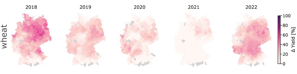 A series of five maps of Germany for the years 2018 to 2022, displaying simulated drought-induced wheat yield losses (color scale from white/pink = 0% to dark purple = 100%).
2018 shows the highest losses with intense pink/purple shading, particularly in north-eastern and central Germany.
2019 to 2021 show substantially lower losses (predominantly pale shading).
2022 displays moderate losses again across central and southern regions.
A few grey-shaded districts indicate areas where wheat was not included in the crop rotation.
