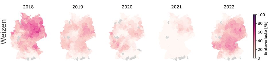 Eine Reihe von fünf Deutschlandkarten für die Jahre 2018 bis 2022, die den simulierten prozentualen Ertragsverlust bei Weizen durch Dürre anzeigen (Farbskala von weiß/rosa = 0 % bis dunkelviolett = 100 %).
Das Jahr 2018 zeigt mit kräftigem Pink/Violett die stärksten Ertragsverluste, vor allem im Nordosten und der Mitte Deutschlands.
2019 bis 2021 zeigen deutlich geringere Dürreverluste (überwiegend blasse Einfärbung).
2022 zeigt wieder moderat erhöhte Verluste in zentralen und südlichen Regionen.
Einzeilige graue Flächen markieren Landkreise ohne Weizenanbau.
